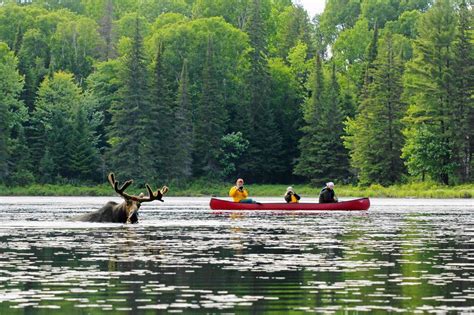 Anticipating Algonquin Park and Beyond (An Early Morning Entry)