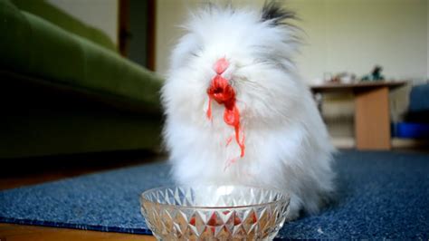 Rabbit Eating Strawberries & Cherries - YouTube