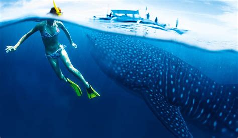 Swimming with Ningaloo's whale sharks - Australian Traveller