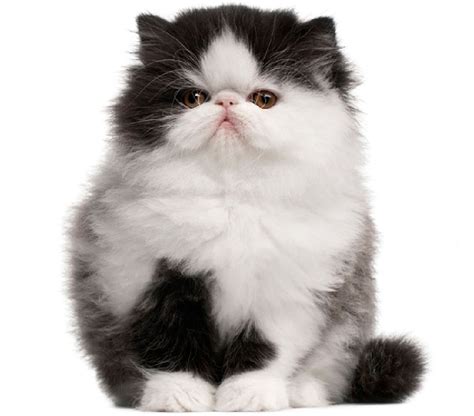 Black and white Persian Kitten | Persian kittens, Persian cat white ...