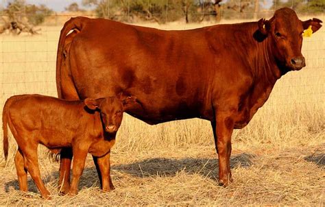 a mother cow and her calf standing in a field with dry grass on the ground