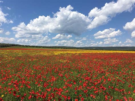 a field full of red and yellow flowers under a cloudy blue sky