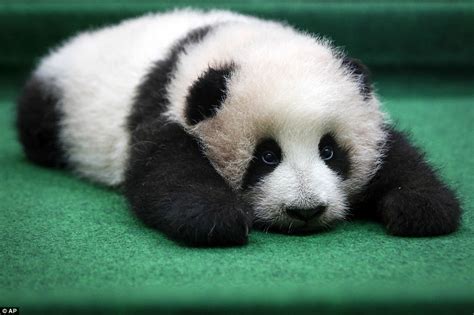 Malaysian zoo's panda cub falls asleep during her grand debut | Daily ...