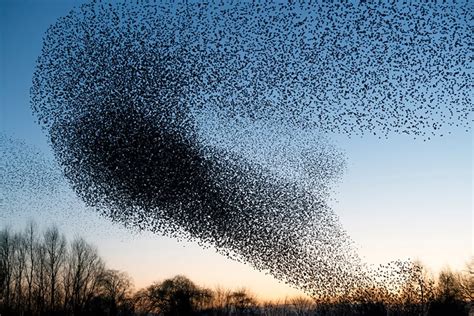 What Are Starling Murmurations, & Why Do They Form? (The Science Behind ...