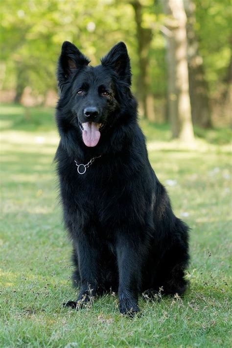 Black German Shepherd With Blue Eyes - aspca kills animals