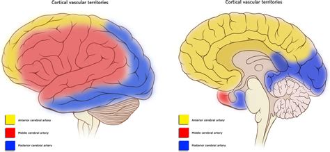 Frontiers | A Neuropsychological Rehabilitation Framework to Address Cognitive and ...