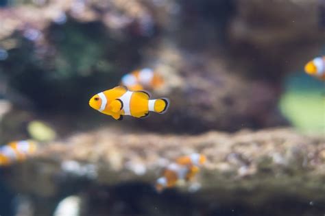 Premium Photo | A clownfish in saltwater coral reef aquarium.