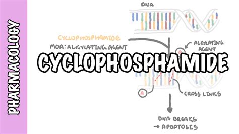 Cyclophosphamide - pharmacology, mechanism of action, adverse effects - Medical Follower