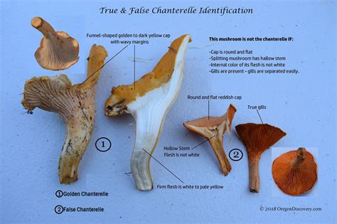 Pacific Golden Chanterelle - Oregon State Mushroom - Oregon Discovery