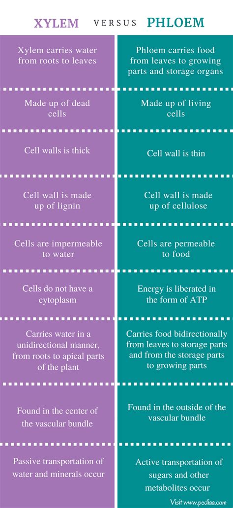 Difference Between Xylem and Phloem - Pediaa.Com