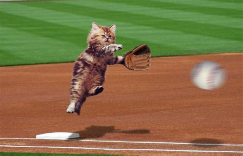 Kitten playing rugby [repost from /r/aww] : r/photoshopbattles