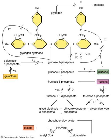 Glycogenolysis | biochemistry | Britannica.com