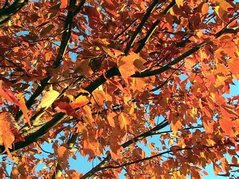 Free picture: red, maple, tree, autumn, fall