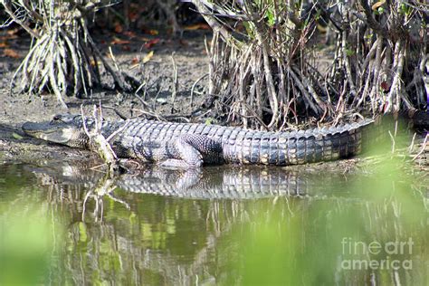 Swamp Gator Photograph by Brenda Harle - Fine Art America