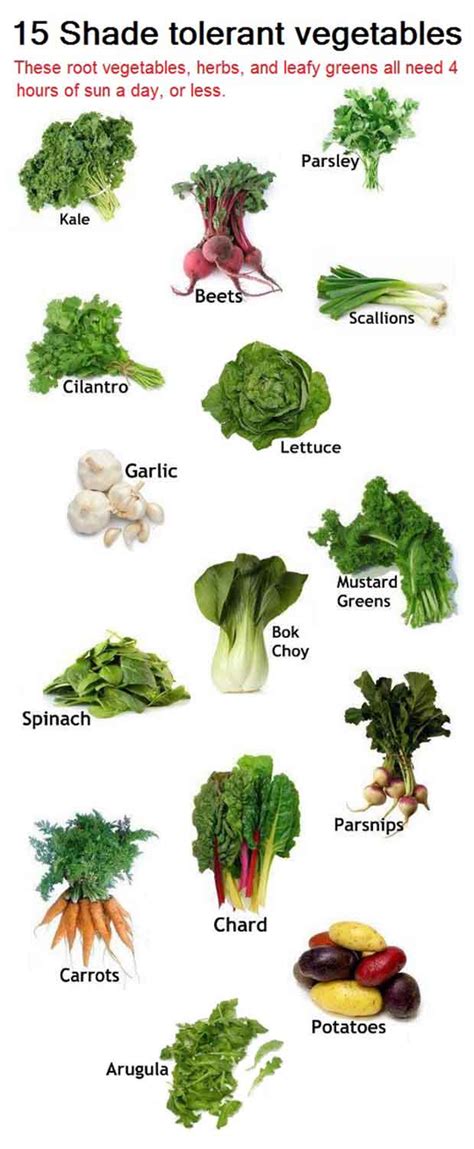 15 Shade tolerant vegetables - Lil Moo Creations