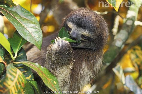 Sloth Eating Leaves