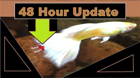 Aquarium Parasite Treatment 48 hour Update anchor worms - YouTube