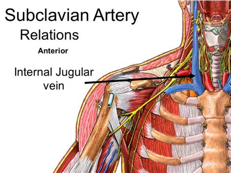 Let's know what is the function of subclavian artery - My Health Only