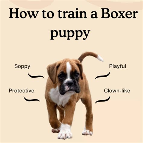 How to Train a Boxer Puppy: The Ultimate 8 Week Guide - Zigzag