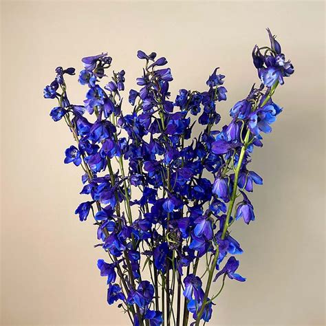 Delphinium | Arizona Flower Market