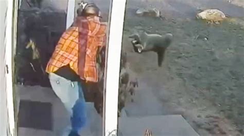 Watch mom save daughter from violent raccoon attack | CNN