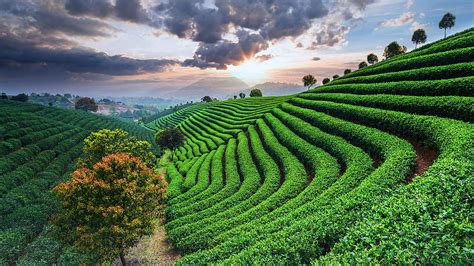 Tea plantations under sky during sunset, China. Windows 10 Spotlight HD wallpaper | Pxfuel