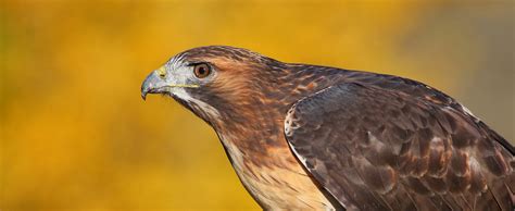 Red-Tailed Hawk - Lehigh Valley Zoo