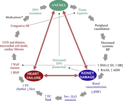 Anemia of cardiorenal syndrome - Kidney International Supplements