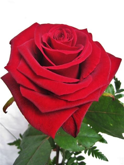 Fotos gratis : pétalo, florecer, rojo, cerca, Rosa roja, día de la boda ...
