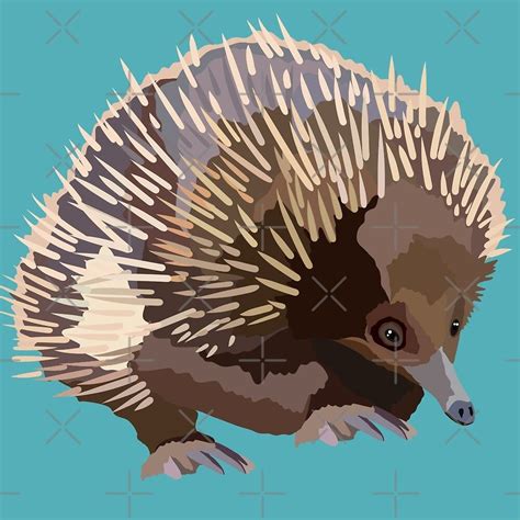 "E is for Echidna " by thezoogirl | Redbubble | Animal art, Echidna ...