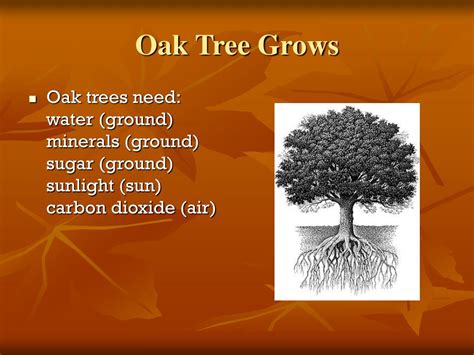 PPT - Oak Tree Ecosystem PowerPoint Presentation, free download - ID ...