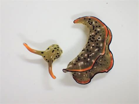 This Sea Slug Can Chop Off Its Head and Grow an Entire New Body--Twice ...