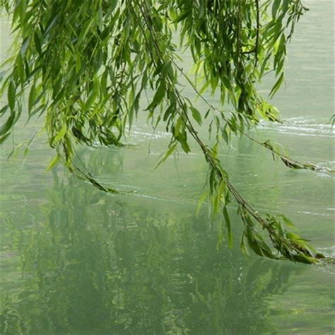 100pcs Willow Tree Seeds, Water Willow, Weeping Willow, Salix ...