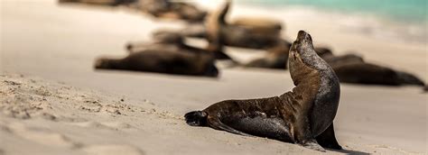 Galapagos: The Ultimate Wildlife Destination | Galapagos Safari Camp