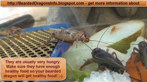 Cricket Breeding - The whole life cycle of crickets - YouTube