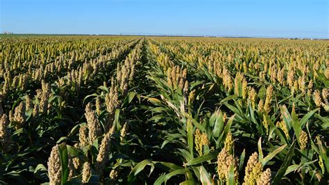 Sorghum Cultivation