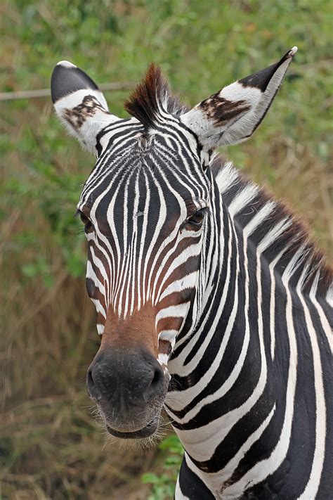 File:Zebra portrait.jpg - Wikipedia