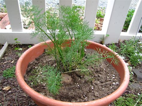 Growing Dill : How to Grow Dill in Containers | Gardenoid