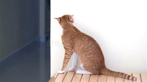 Cute Cat Sitting on Wood Chair Stock Photo - Image of close, domestic: 138260366