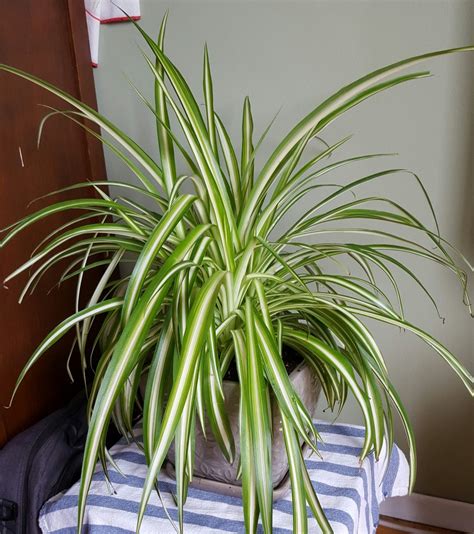 Growing Spider Plants | ThriftyFun