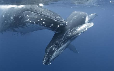 Wallpaper : animals, humpback whale, wing, vertebrate, marine biology ...