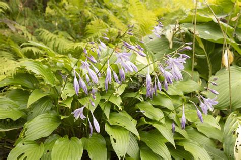 Purple Flowers on Dark Green Hosta Stock Image - Image of blossom ...