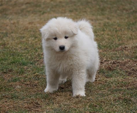 AKC Registered Samoyed Puppy For Sale Danville, OH Male- Jackson – AC Puppies LLC