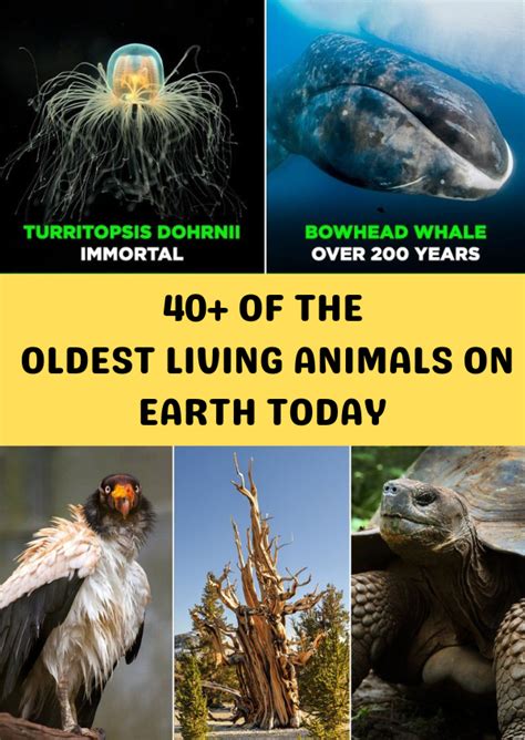 Oldest Living Animals on Earth Today
