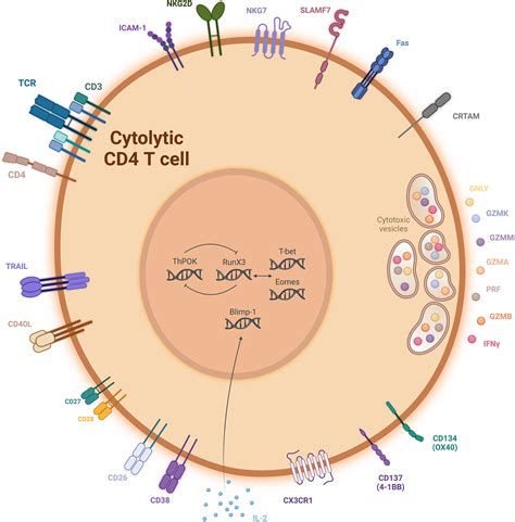 Frontiers | The Era of Cytotoxic CD4 T Cells