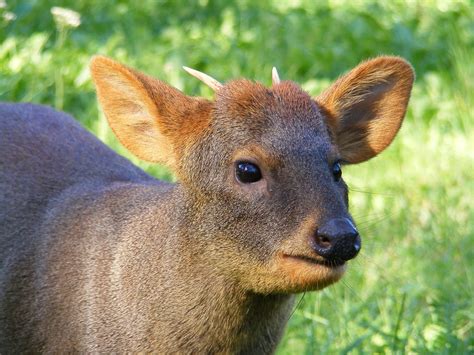 Pudu deer (Pudu mephistophiles and Pudu puda) By Murray Thomas - Wild Deer & Hunting Adventures