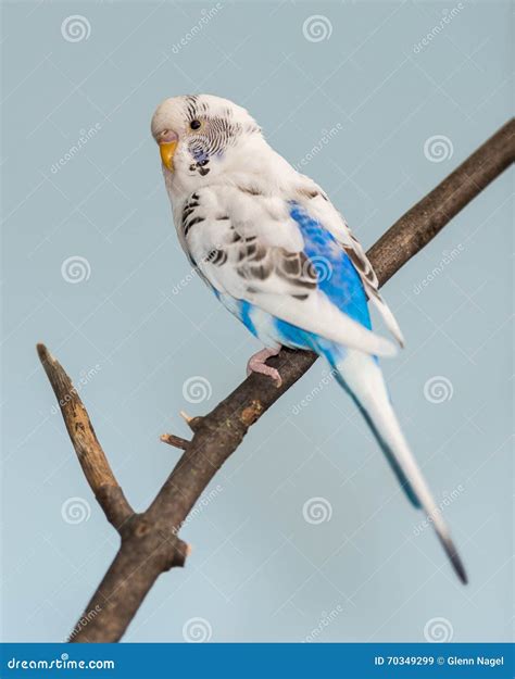 Blue and White Parakeet stock image. Image of parrot - 70349299