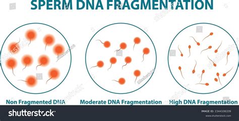 Dna Fragmentation: Over 340 Royalty-Free Licensable Stock Vectors & Vector Art | Shutterstock