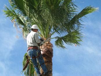 City's Annual Palm Tree Trimming | City of Palm Springs