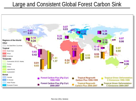 Forests play a major role as carbon sink say scientists | Climate Citizen